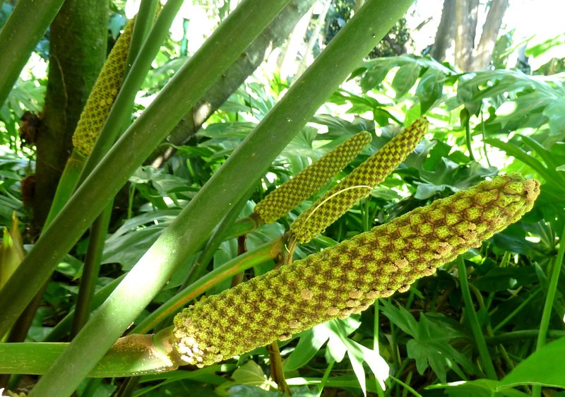 Panama Hat Plant photo 4