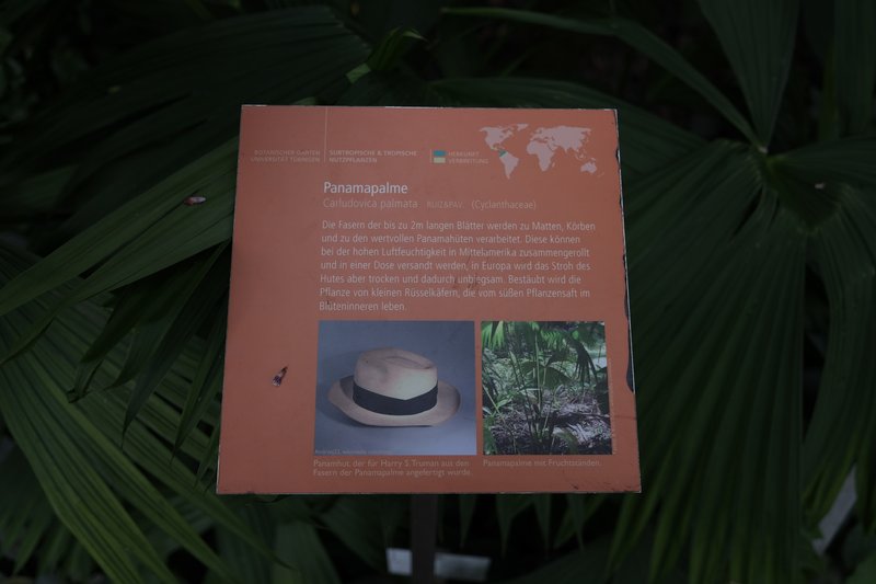 Panama Hat Plant photo 5