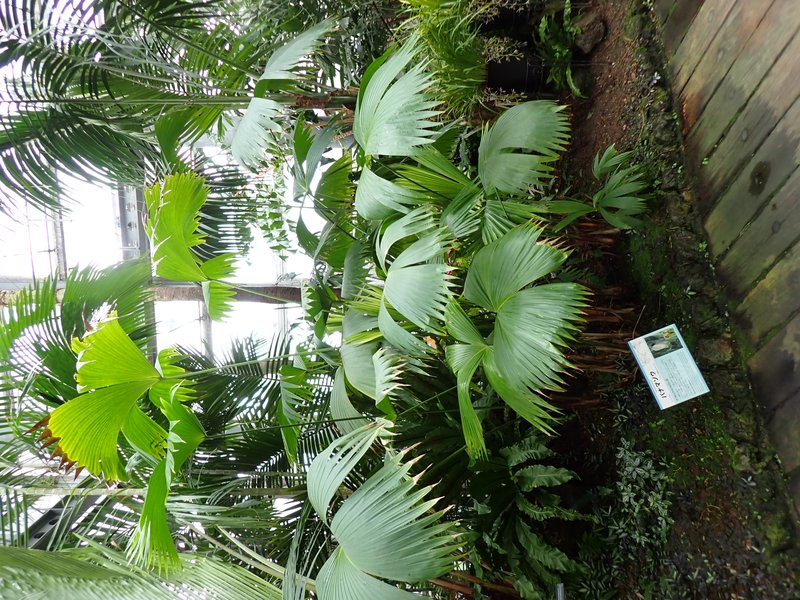 Panama Hat Plant photo 6