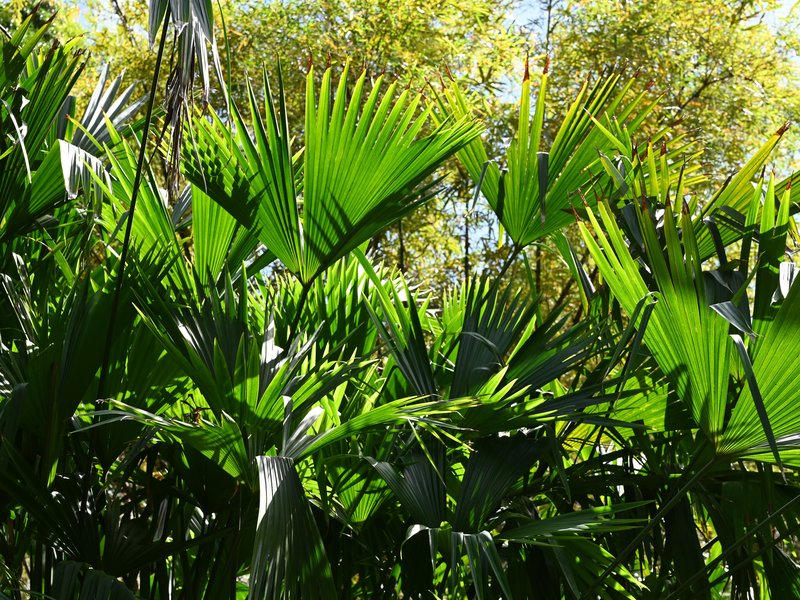 Panama Hat Plant photo 7