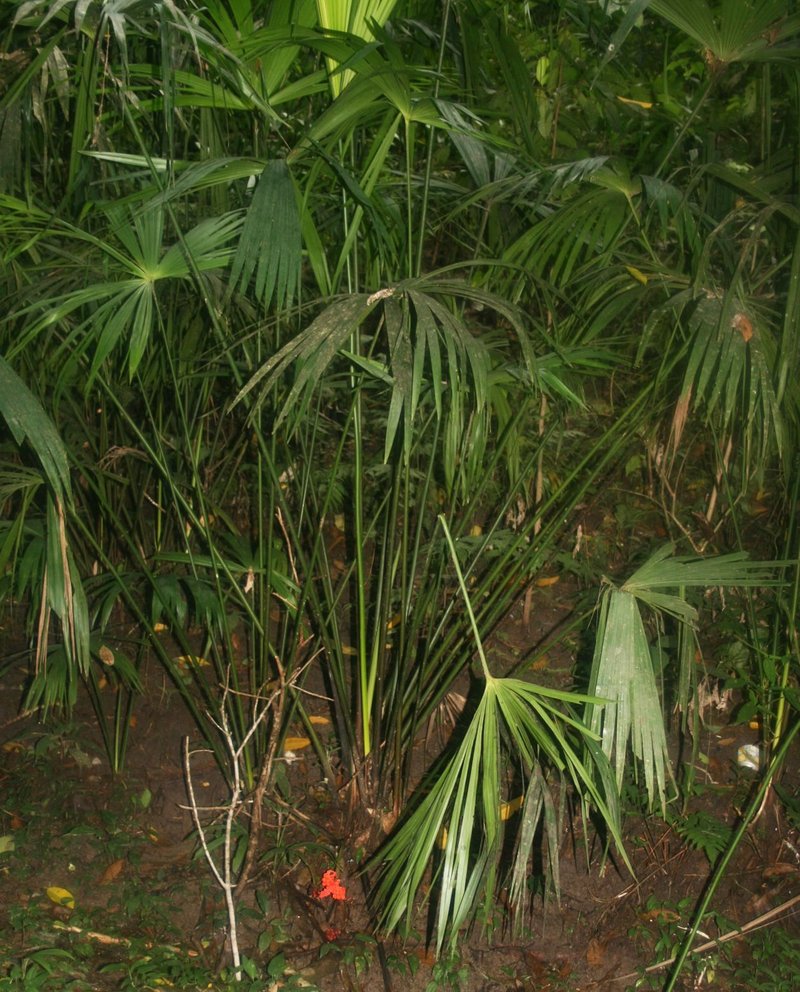 Panama Hat Plant photo 8