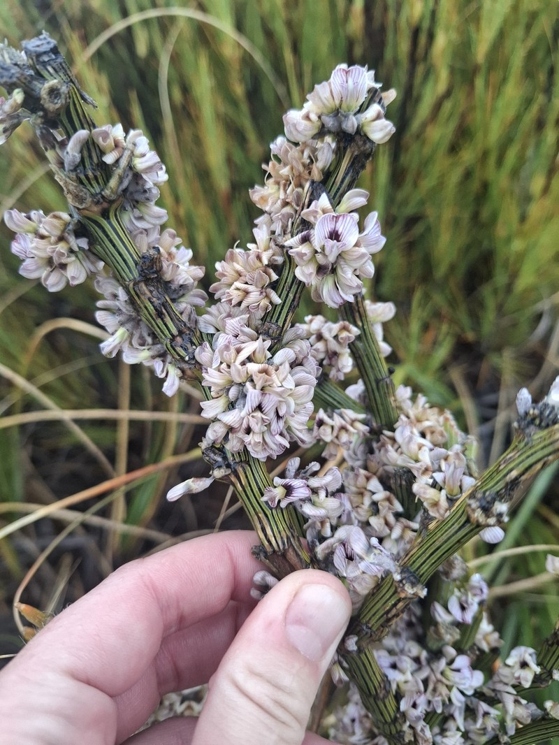 Carmichaelia crassicaulis subsp. crassicaulis
