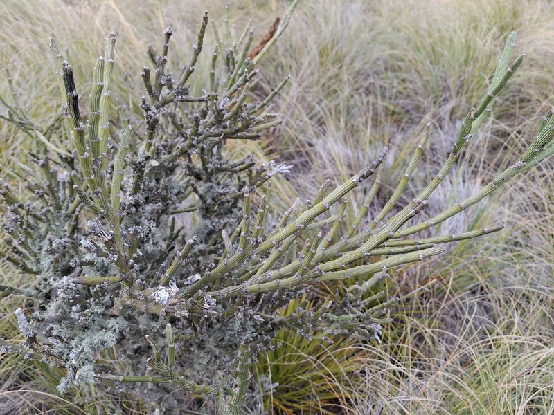 Carmichaelia crassicaulis subsp. crassicaulis photo 2