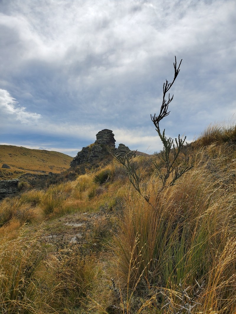 Carmichaelia crassicaulis subsp. crassicaulis photo 3