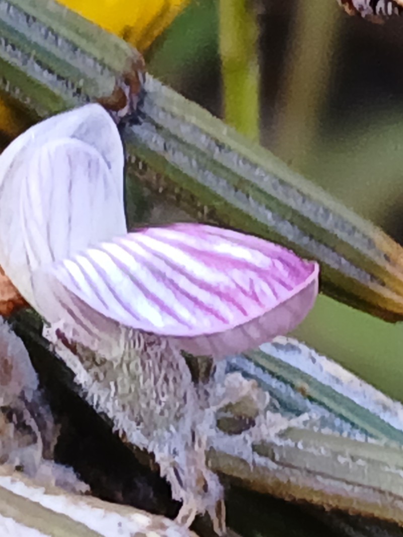 Carmichaelia crassicaulis subsp. crassicaulis photo 4