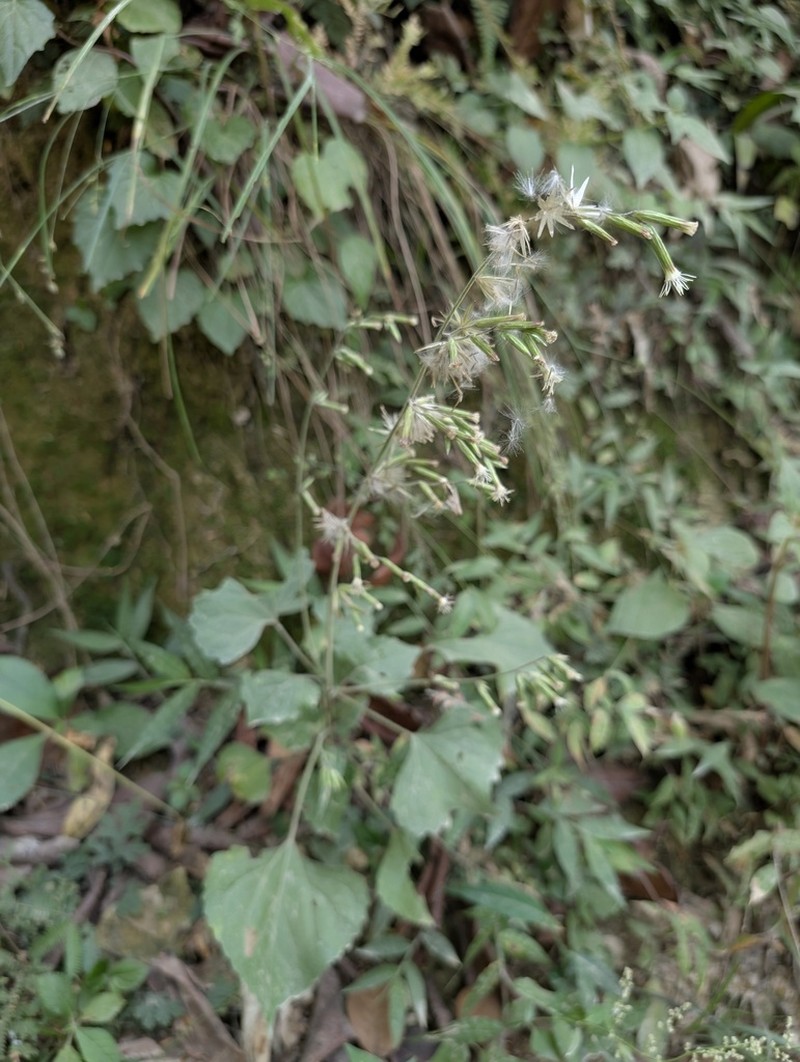 Carminatia recondita photo 8