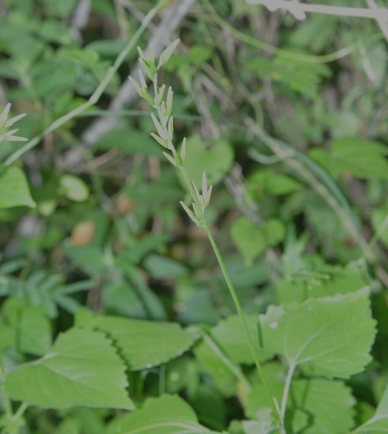 Plumeweed