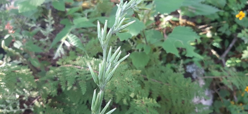Plumeweed photo 2
