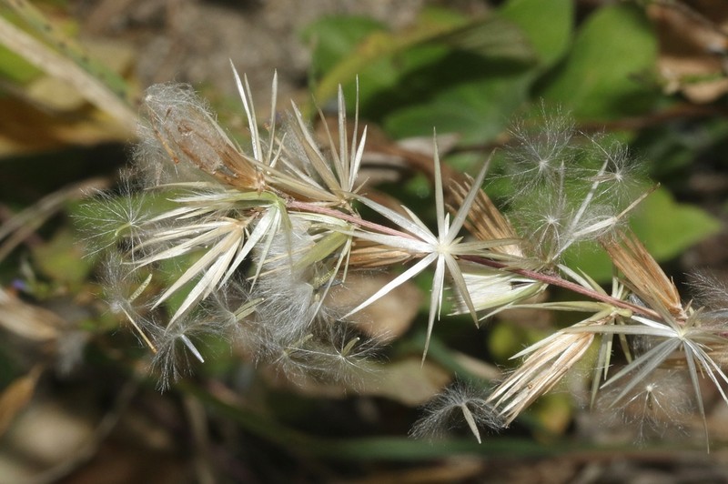 Plumeweed photo 3
