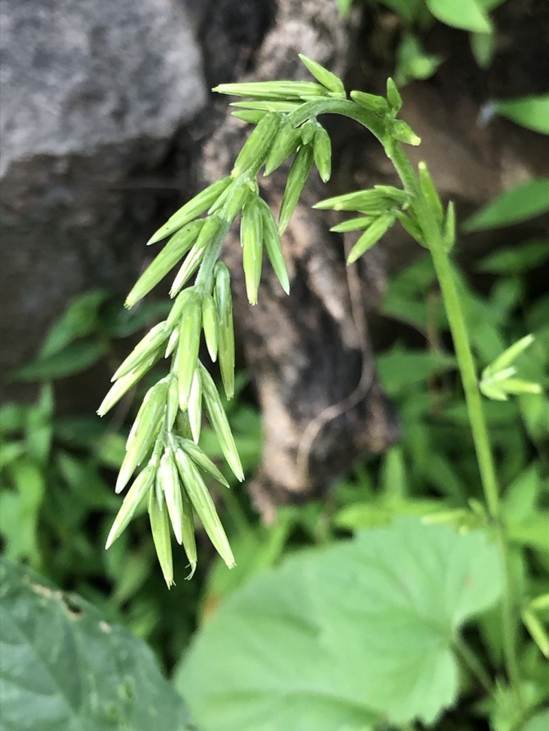 Plumeweed photo 4