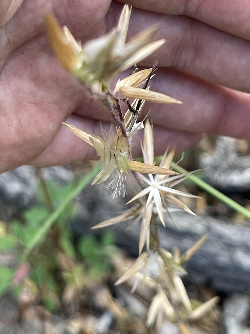 Plumeweed photo 5