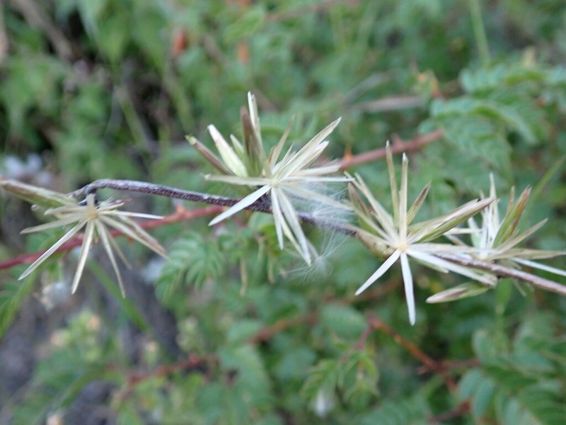 Plumeweed photo 6