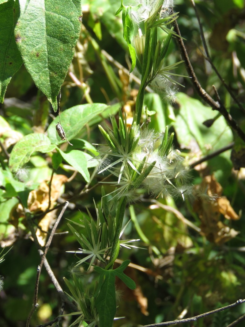 Plumeweed photo 8