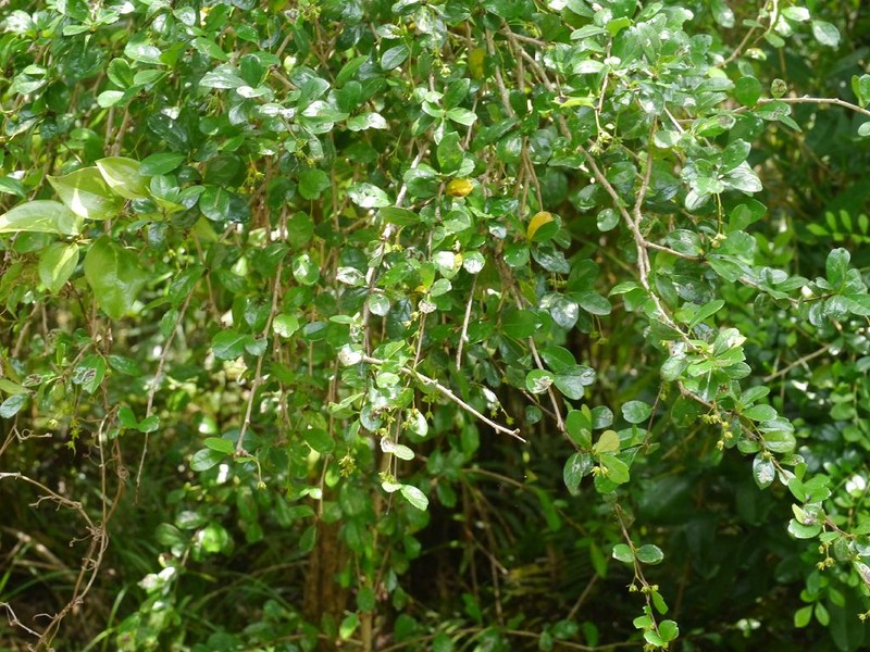 Scorpionbush photo 3