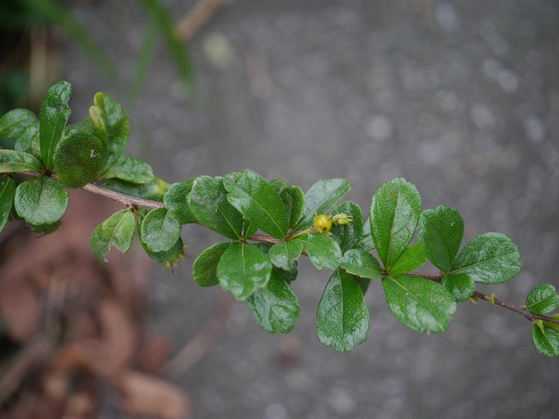 Scorpionbush photo 5