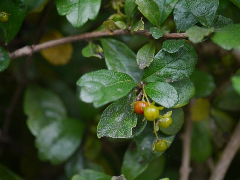 Scorpionbush photo 6