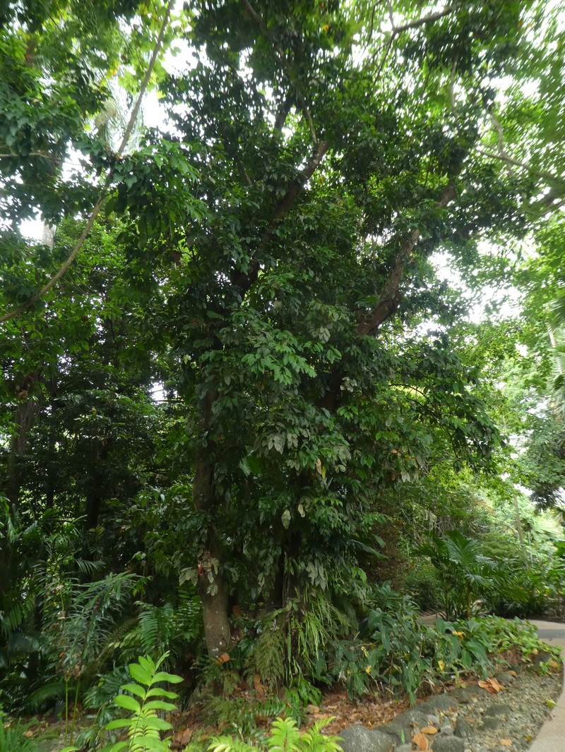 Carnarvonia araliifolia var. araliifolia