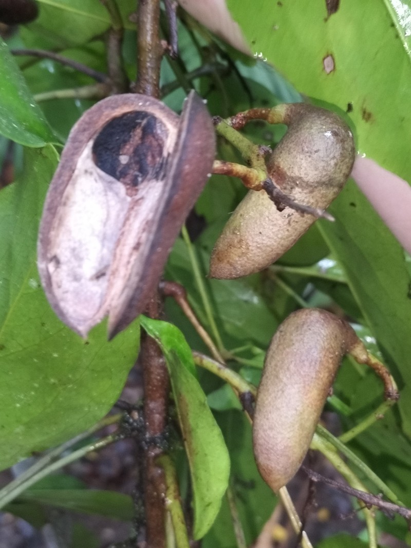 Carnarvonia araliifolia var. araliifolia photo 2
