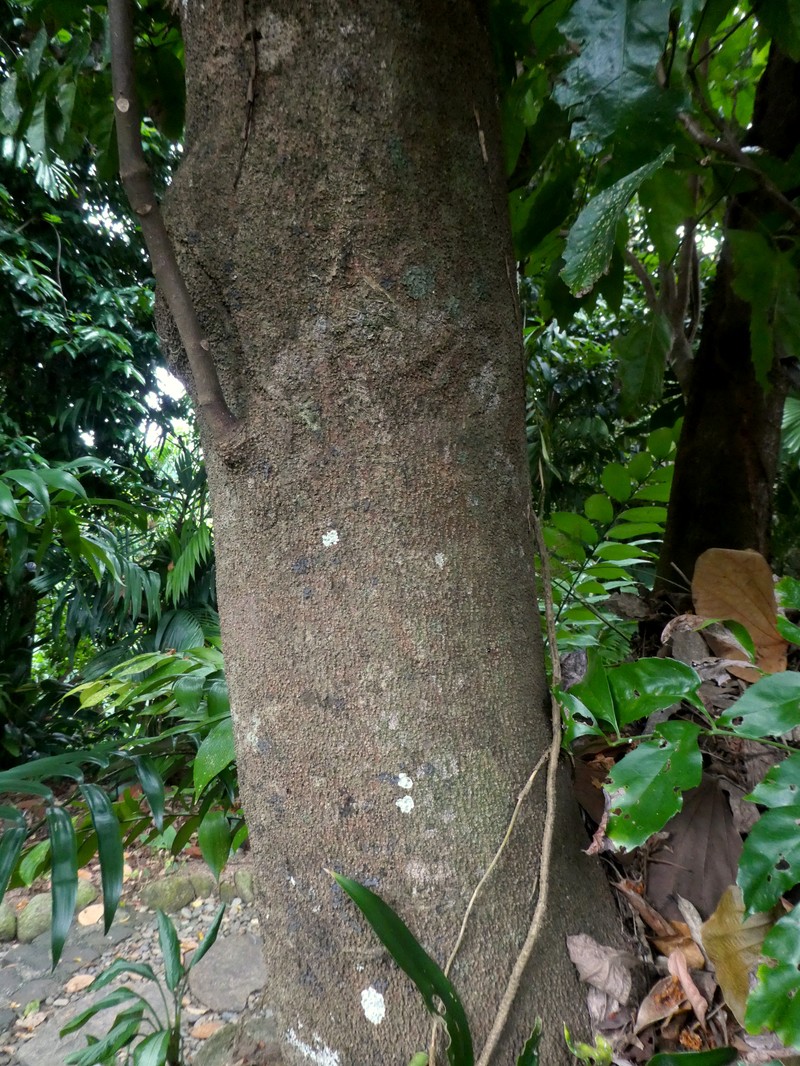 Carnarvonia araliifolia var. araliifolia photo 3
