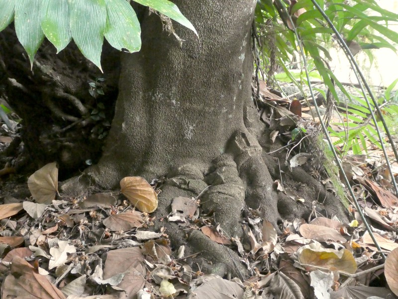 Carnarvonia araliifolia var. araliifolia photo 4