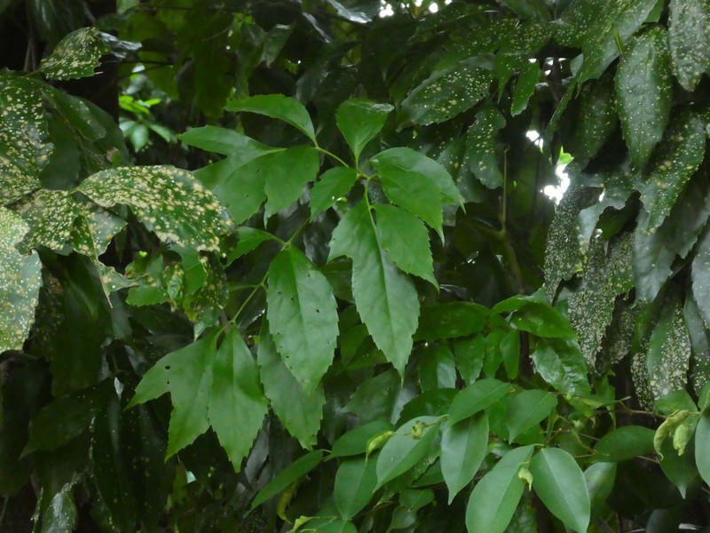 Carnarvonia araliifolia var. araliifolia photo 5