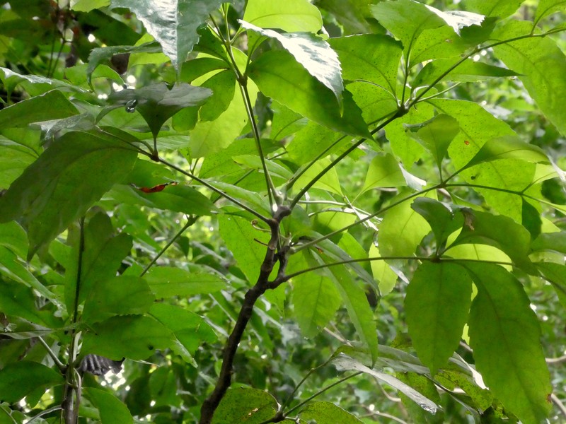 Carnarvonia araliifolia var. araliifolia photo 6