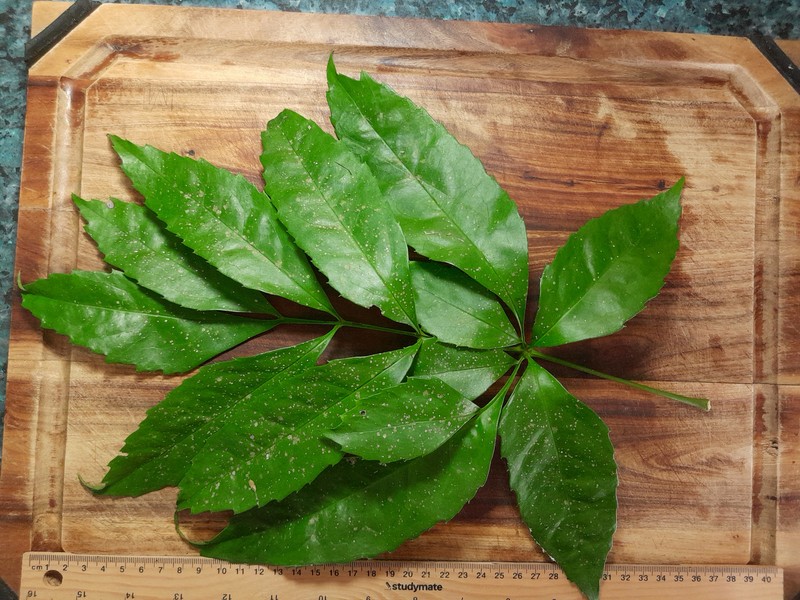Carnarvonia araliifolia var. araliifolia photo 7