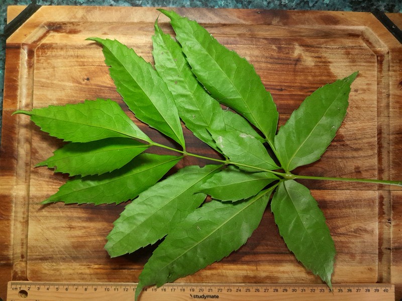 Carnarvonia araliifolia var. araliifolia photo 8