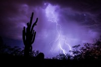 Saguaro