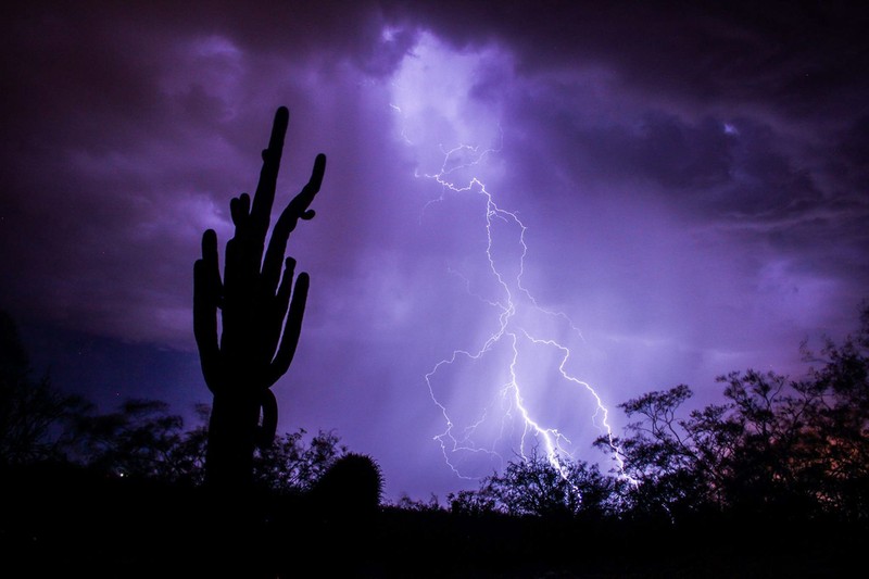 Saguaro