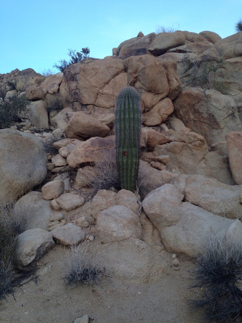 Saguaro photo 2