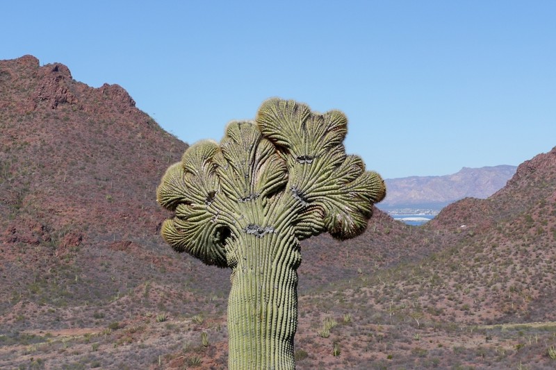 Saguaro photo 3