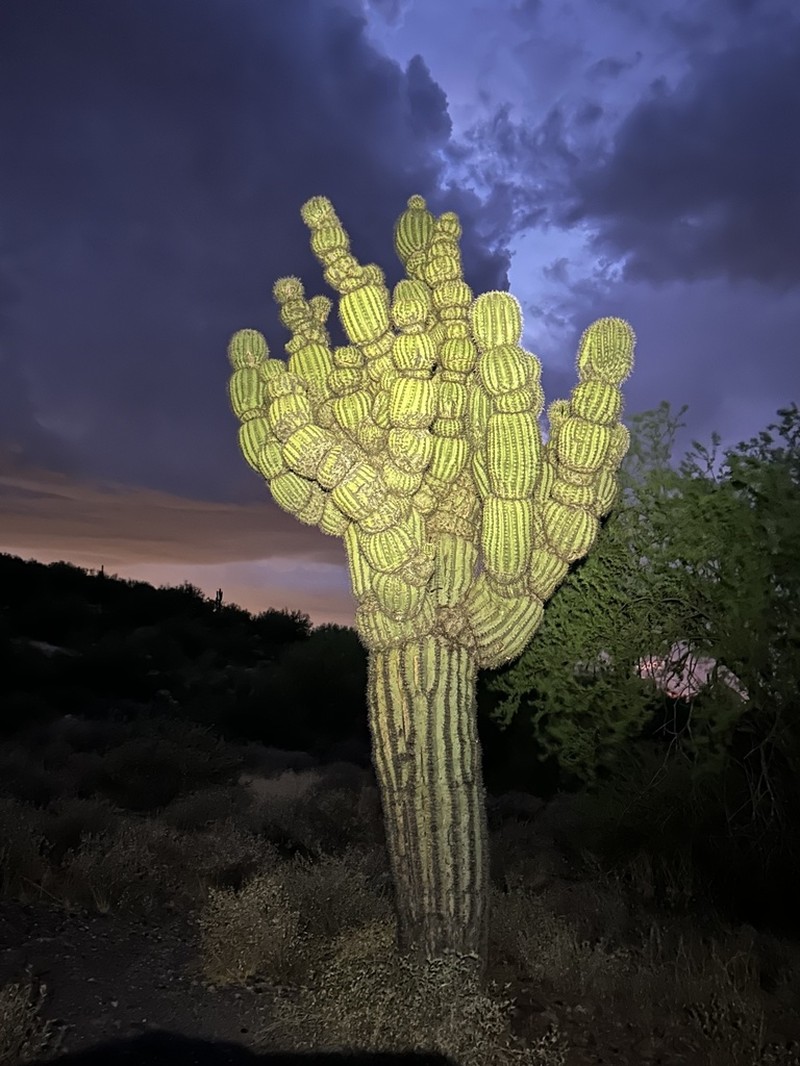Saguaro photo 4