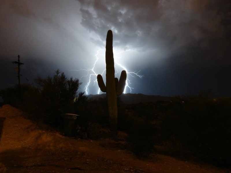 Saguaro photo 5