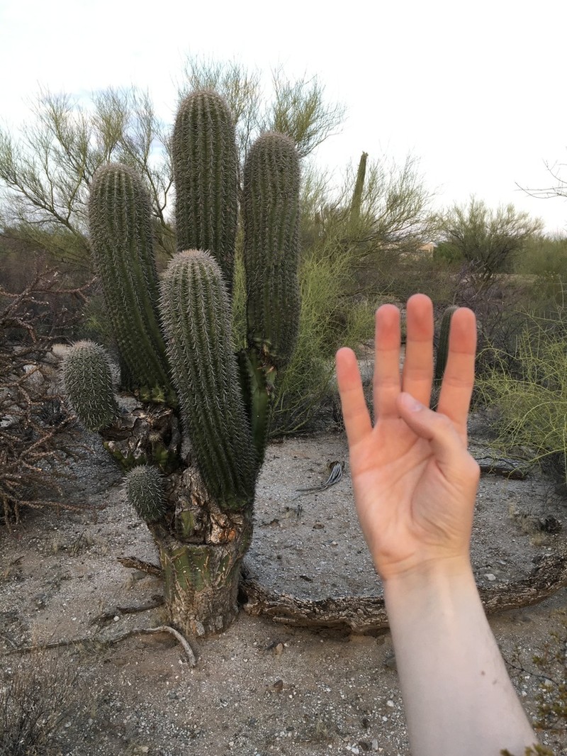 Saguaro photo 6