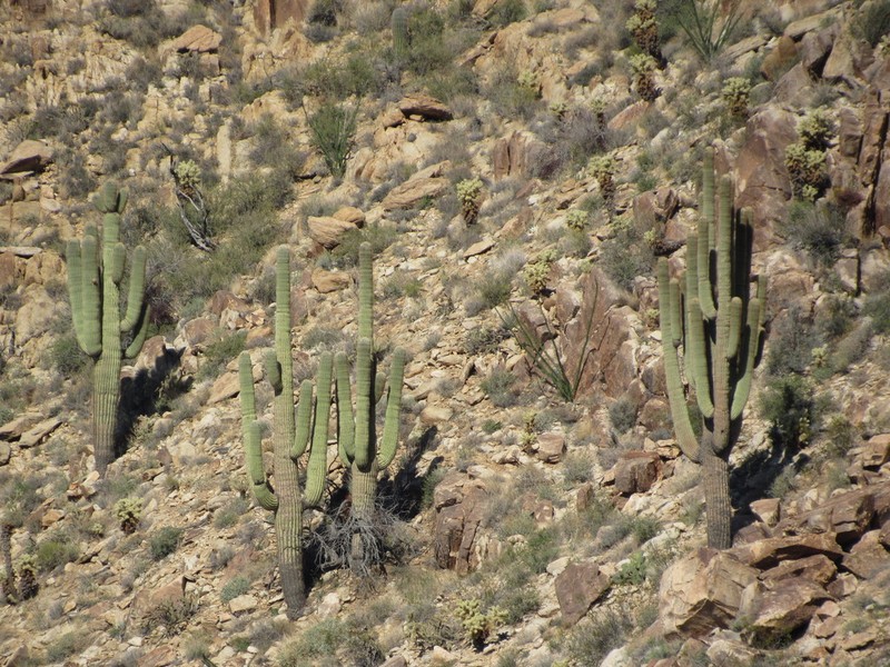 Saguaro photo 7