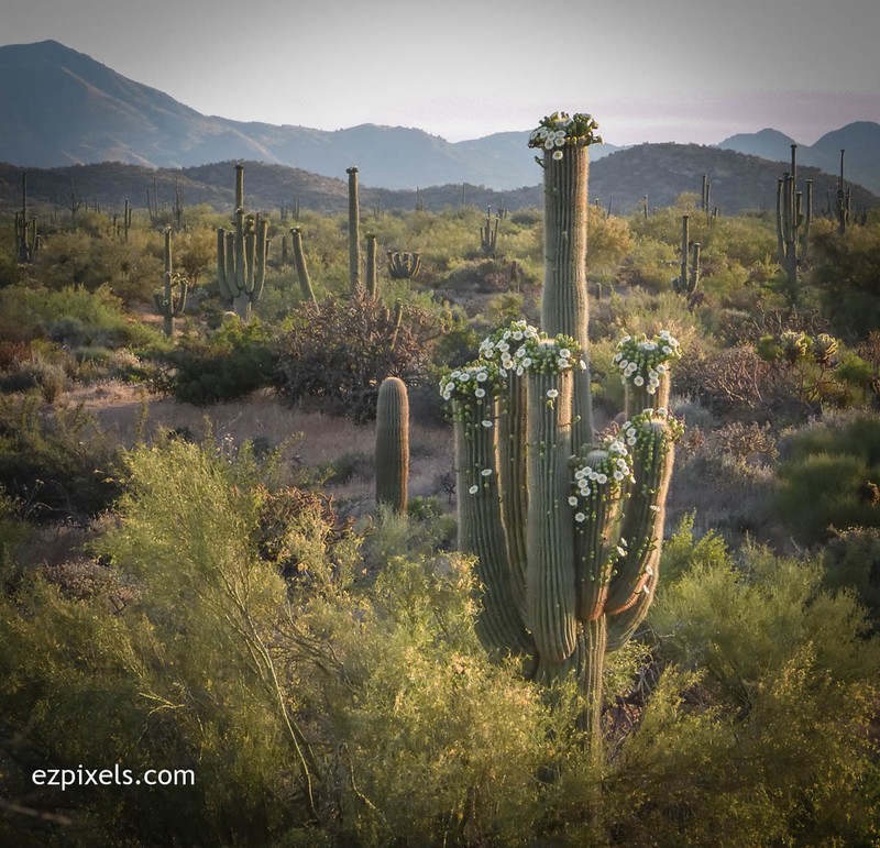 Saguaro photo 8
