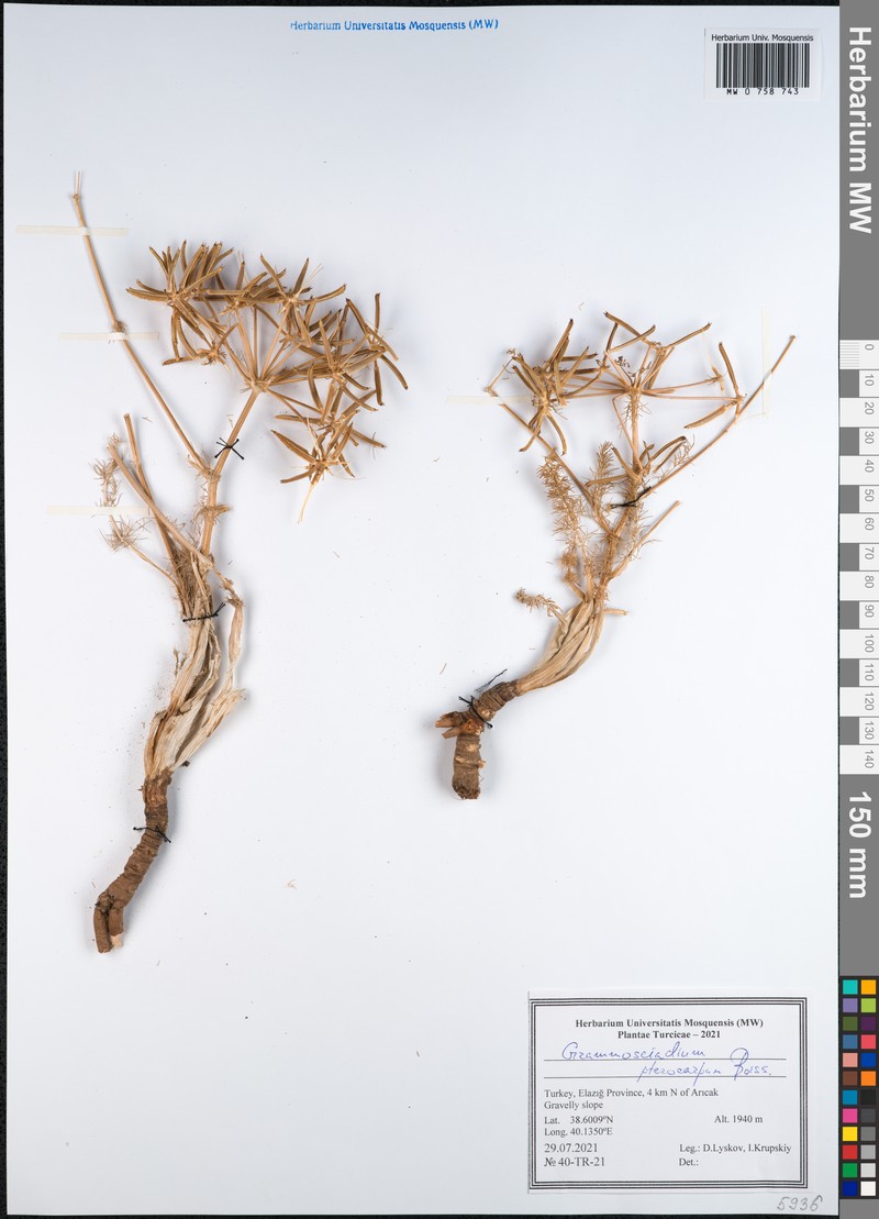 Caropodium pterocarpum subsp. pterocarpum