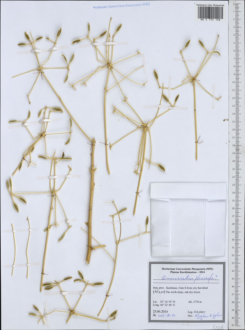 Caropodium pterocarpum subsp. pterocarpum photo 2
