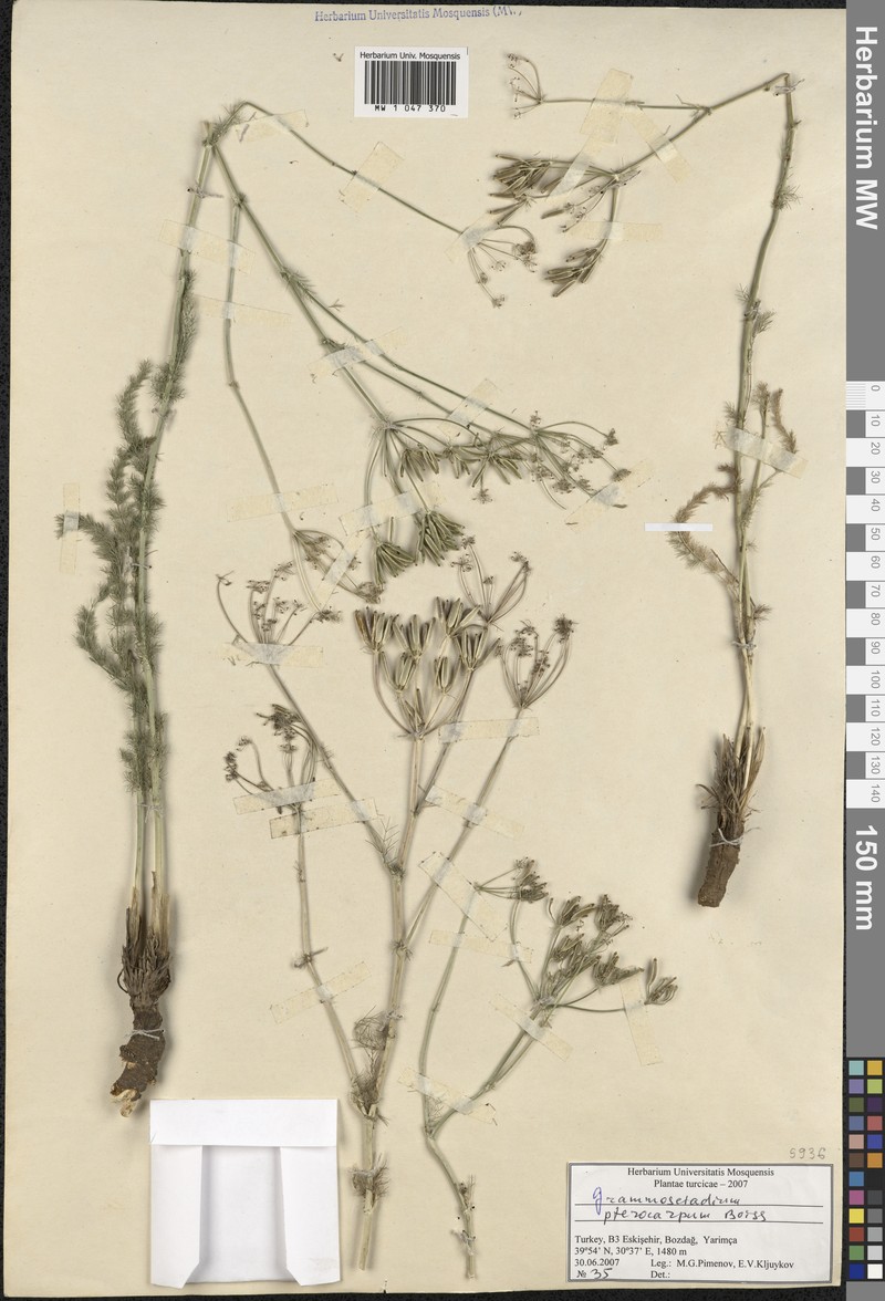 Caropodium pterocarpum subsp. pterocarpum photo 3