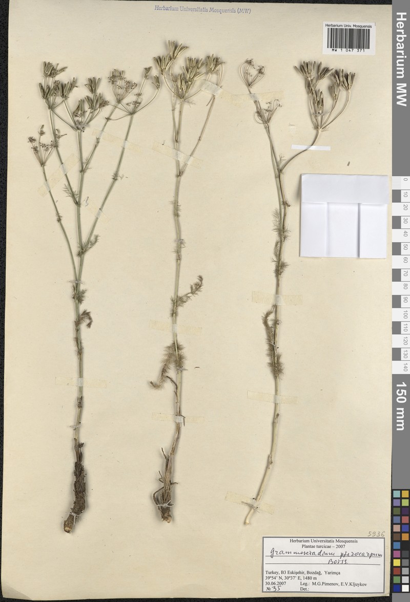 Caropodium pterocarpum subsp. pterocarpum photo 4