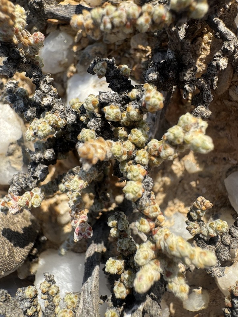 Caroxylon apiciflorum photo 2