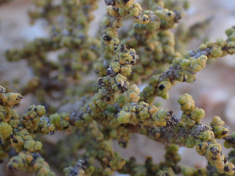 Caroxylon apiciflorum photo 4