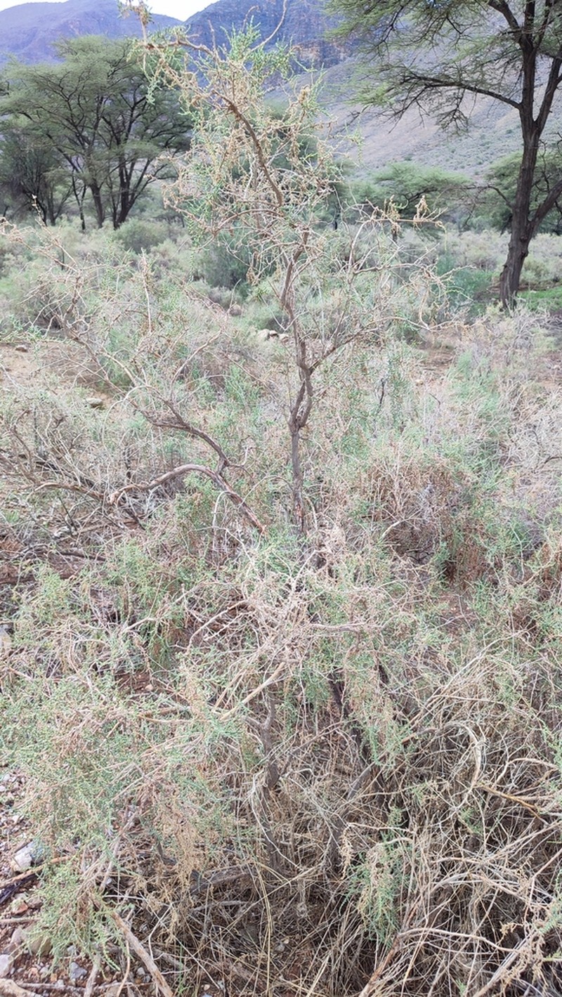 Caroxylon arboreum
