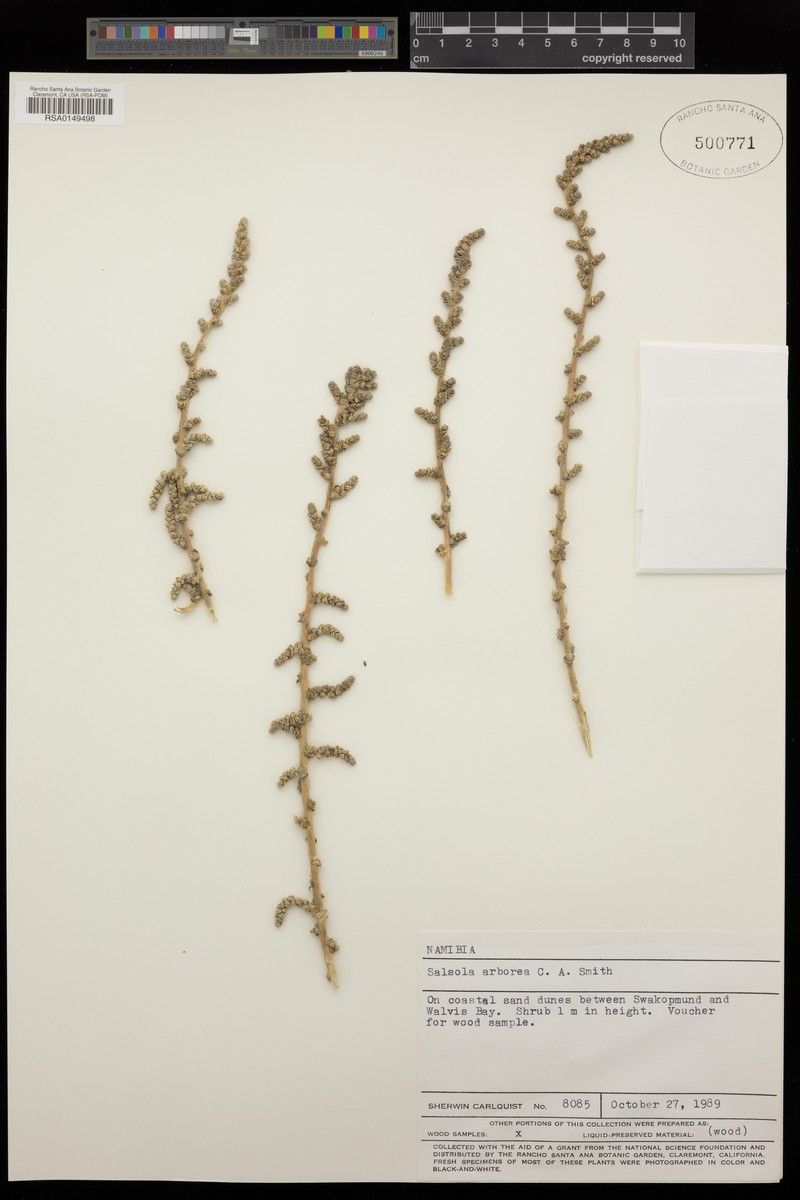 Caroxylon arboreum photo 2