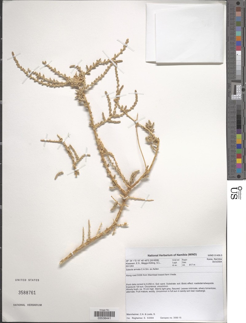 Caroxylon armatum