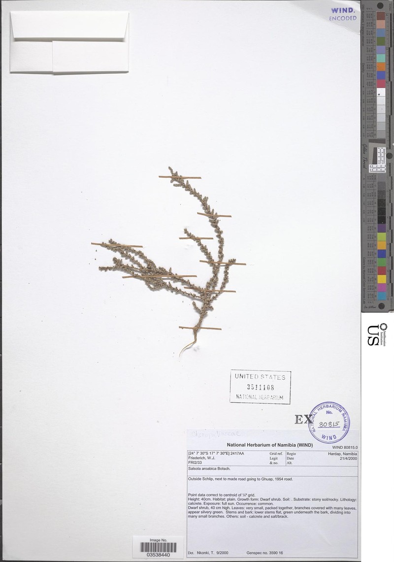 Caroxylon aroabicum