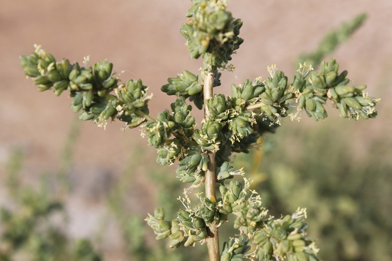 Caroxylon barbatum