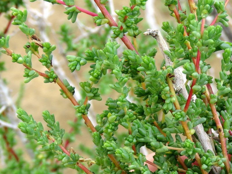 Caroxylon calluna photo 2