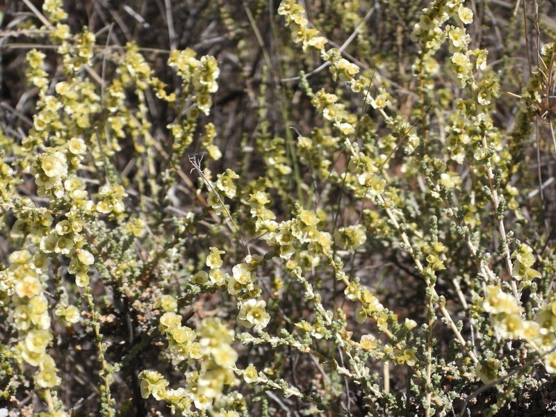 Caroxylon calluna photo 3